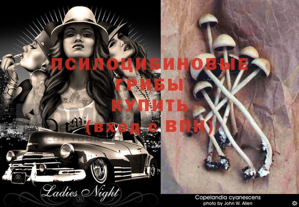 индика Дмитров